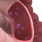 Nom: Paràsits intestinals